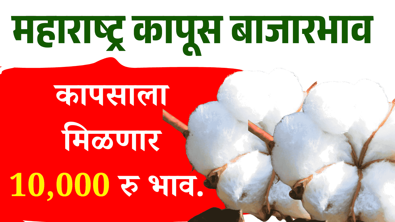 Cotton Price Today